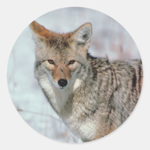 Sticker Rond Nature hivernale