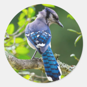Sticker Rond Nature Photographie Shy Blue Jay Vêtements Cadeaux