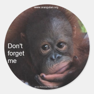 Sticker Rond Ne m'oublie pas (Primate Baby)