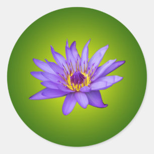 Sticker Rond Nénuphar Fleur Étang Aquatique Fleur d'Eau Violett
