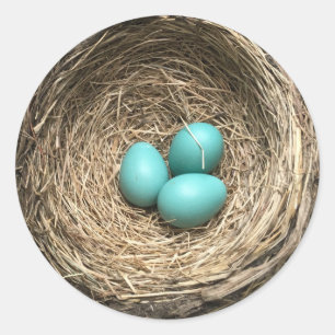 Sticker Rond Nid d'oiseaux avec Oeufs Bleus