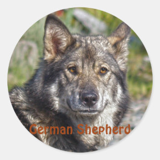 Sticker Rond Noble berger allemand pose semblable au loup