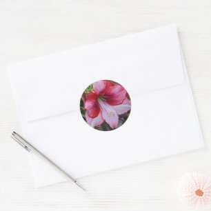 Sticker Rond Noël Amaryllis Rouge Fête Florale