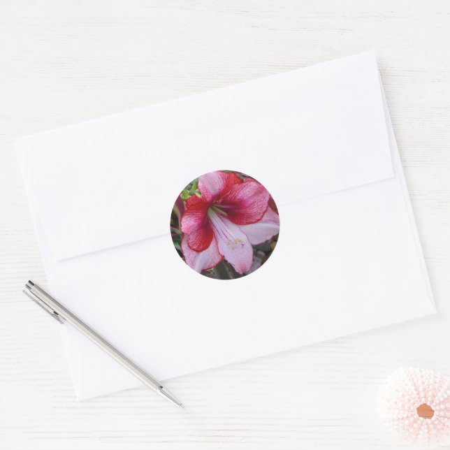 Sticker Rond Noël Amaryllis Rouge Fête Florale (Enveloppe)