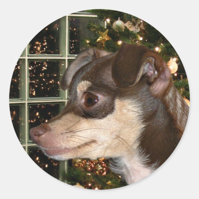 Sticker Rond Noël du Chihuahua (Devant)
