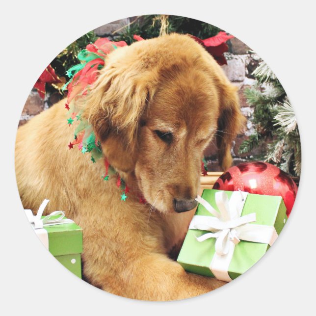 Sticker Rond Noël - Golden Retriever - Addison (Devant)