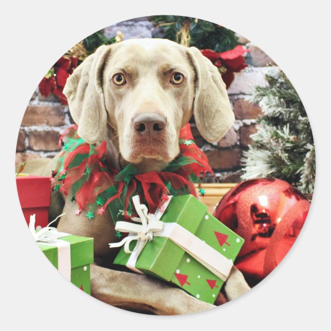 Sticker Rond Noël - Weimaraner - Lucy (Devant)
