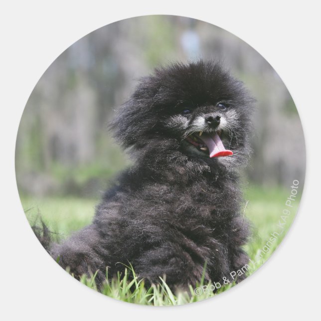 Sticker Rond Noir Pomeranian (Devant)