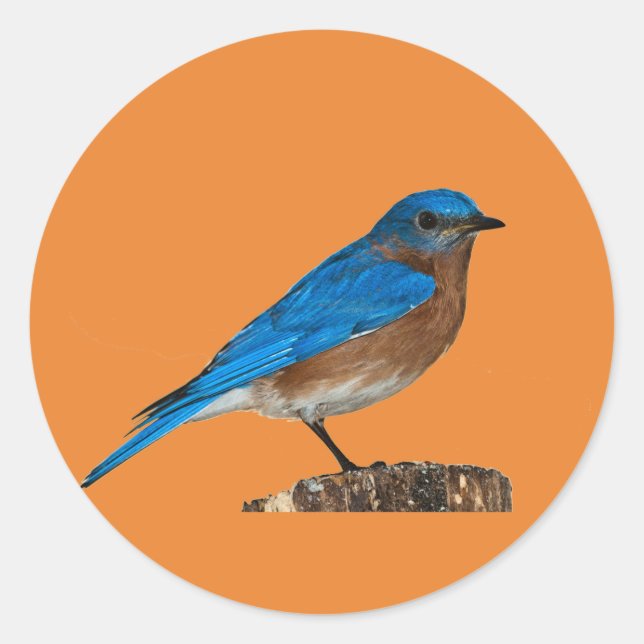 Sticker Rond nom d'oiseau bleu, oiseau bleu, amant d'oiseau ble (Devant)