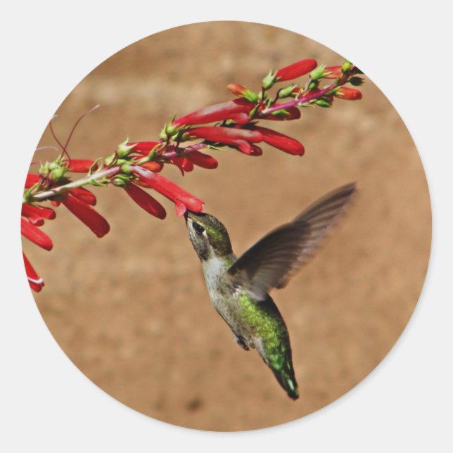 Sticker Rond Nourriture des colibris dans le jardin (Devant)