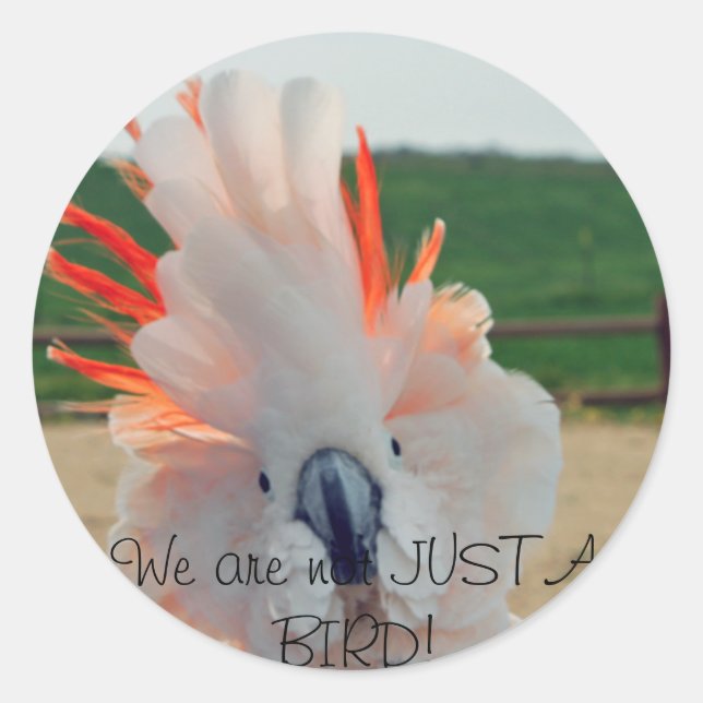 Sticker Rond Nous ne sommes pas seulement un OISEAU ! (Devant)