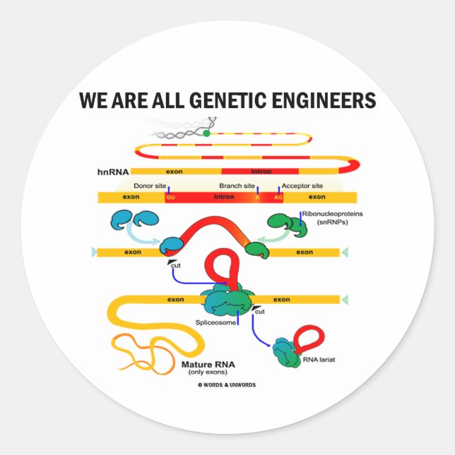 Sticker Rond Nous Sommes Tous Génétiques Ingénieurs (épissage A (Devant)