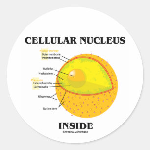 Sticker Rond Noyau cellulaire à l'intérieur (biologie cellulair