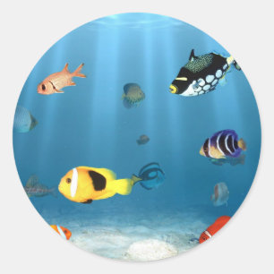 Sticker Rond Océans Du Poisson
