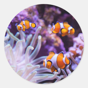 Sticker Rond Ocellaris clownfish Amphiprion ocellaris