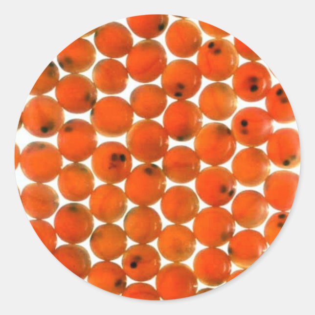 Sticker Rond Oeuf saumon (Devant)
