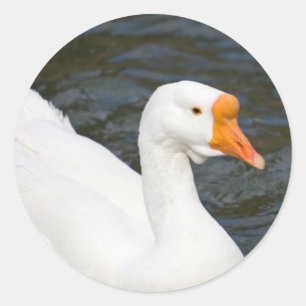Sticker Rond Oie blanche chinoise