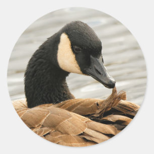 Sticker Rond Oie du Canada sur le lac