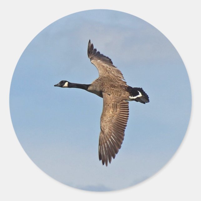 Sticker Rond Oie en vol (Devant)