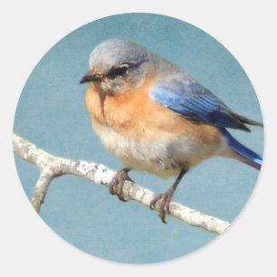 Sticker Rond Oiseau bleu oriental