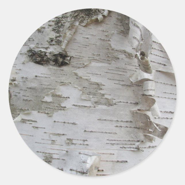 Sticker Rond Oiseau d'arbre de bouleau Peelé Vieux art photo (Devant)
