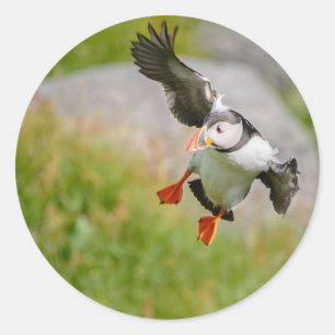 Sticker Rond Oiseau de macareux atlantique volant autour de