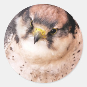 STICKER ROND OISEAU DE PREY