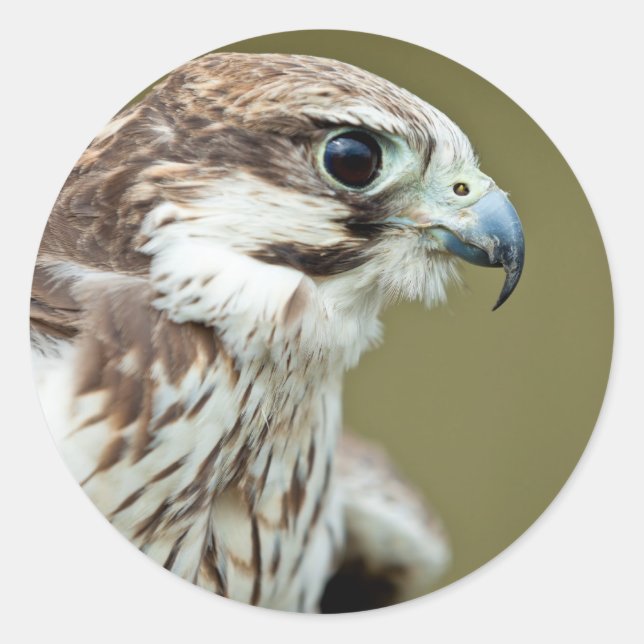 Sticker Rond Oiseau de proie faucon près (Devant)