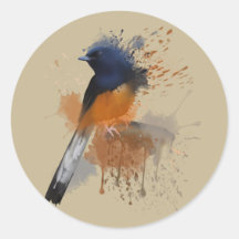 Oiseau Shama Rumpé Blanc