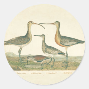 Sticker Rond Oiseaux de marais Courlis Oiseaux