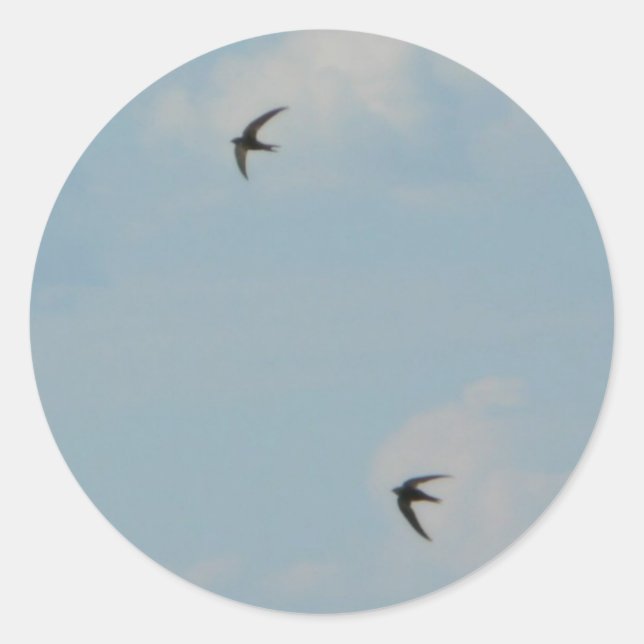 Sticker Rond Oiseaux d'hirondelles (Devant)