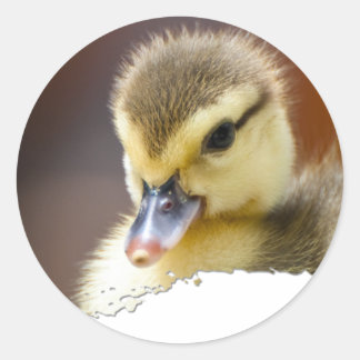 Sticker Rond Ojatro Duckling 01
