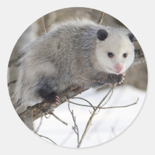 Sticker Rond Opossum Love