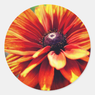 Sticker Rond Orange Black Eyed Susan Daisy Flower