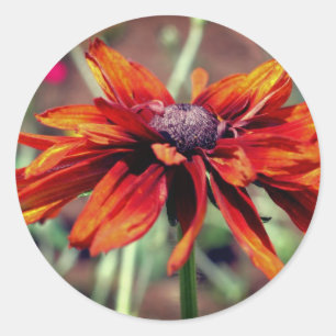 Sticker Rond Orange Black Eyed Susan Flower 