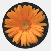 Orange Gerber Daisy