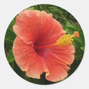 Sticker Rond Orange Hibiscus Fleur Tropical Floral