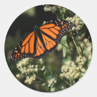 Orange Noir Monarque Papillon Nature Photographie