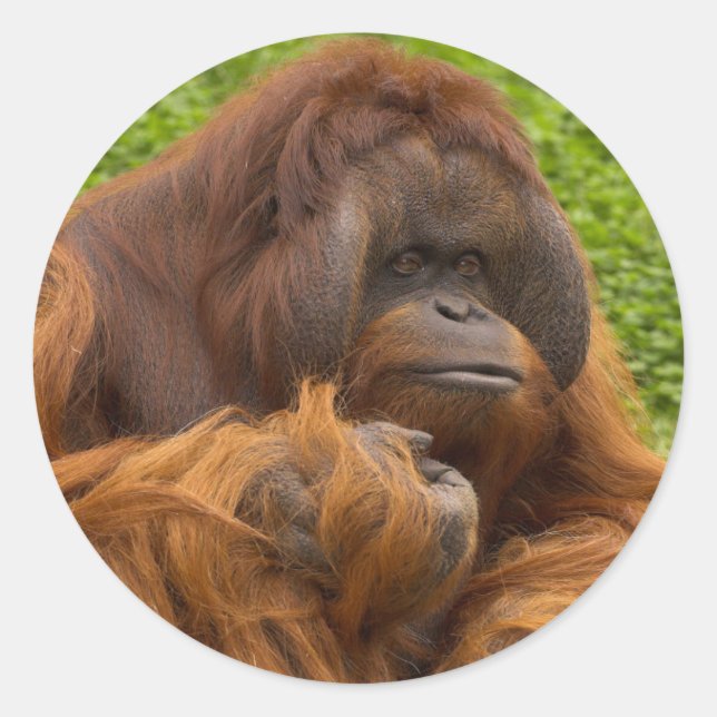 Sticker Rond Orangoutan (Devant)