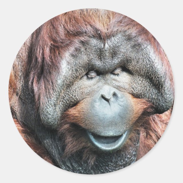 STICKER ROND ORANGUTANS (Devant)