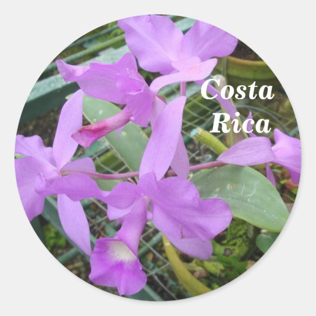 Sticker Rond Orchidée — Fleur nationale du Costa Rica (Devant)