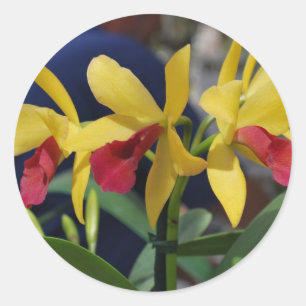 Sticker Rond Orchidée jaune de Vero Beach, FL