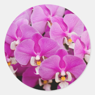 Sticker Rond Orchidée - Phalaenopsis - Chatouillée rose