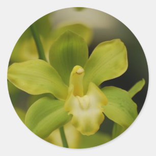 Sticker Rond Orchidée verte