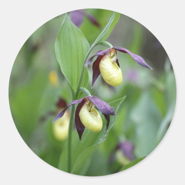 Sticker Rond Orchidées à laine (Cypripedium calceolus) (Devant)