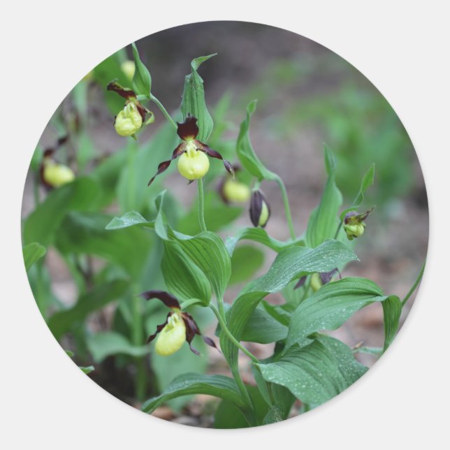 Sticker Rond Orchidées à laine (Cypripedium calceolus) (Devant)