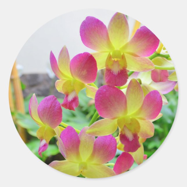 Sticker Rond Orchidées rose jaune (Devant)