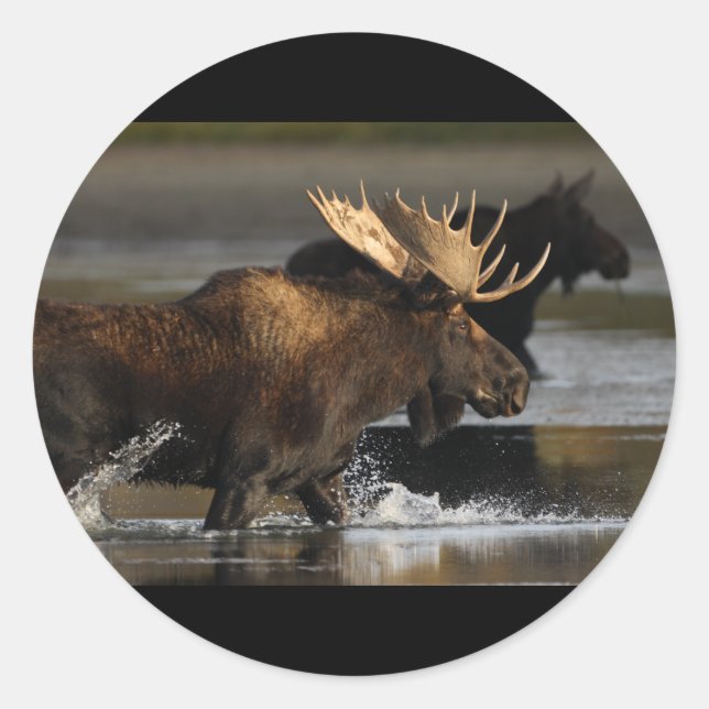 Sticker Rond Orignaux (Devant)