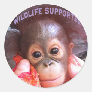 Sticker Rond Orphelin Orangutan de bébé croustillant