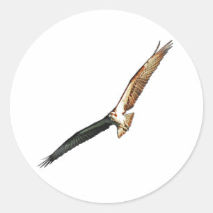 Sticker Rond Osprey